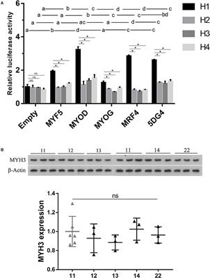 Evidence Against the Causal Relationship Between a Putative Cis-Regulatory Variant of MYH3 and Intramuscular Fat Content in Pigs